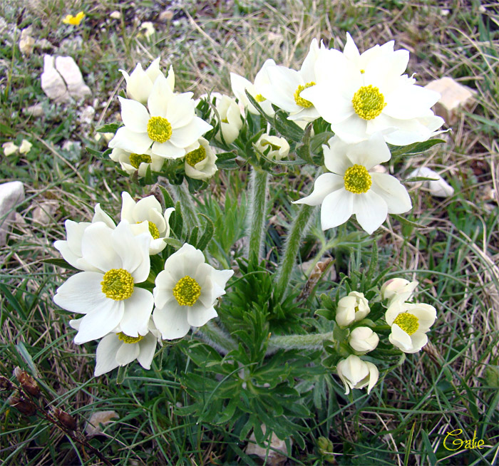 Anemone narcissiflora